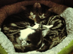 Biscuit and Petra having a cuddly snooze